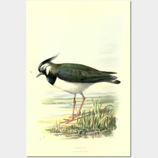 Lapwing Posters and Art